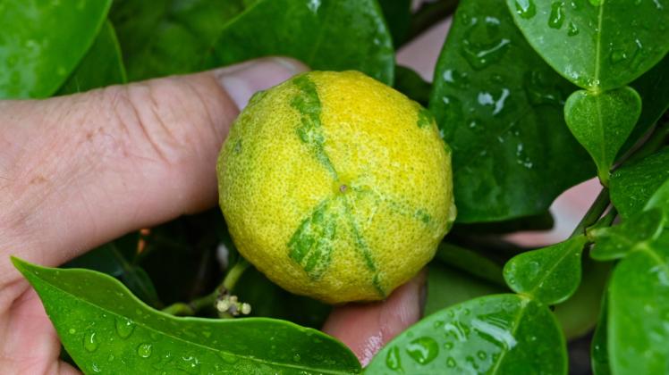 Eine Frucht der Citrussorte „Deutsche Landsknechthose“ ist im privaten Garten von Ralf Mainz zu sehen. 