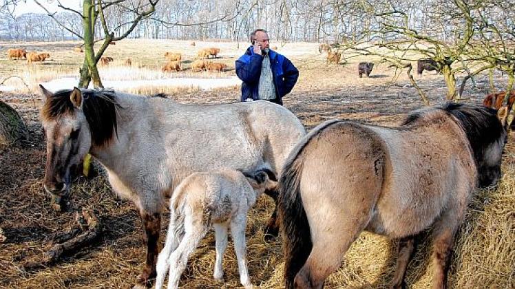 Uwe Schwippert meldet die Geburt des ersten Wildpferde-Fohlens in diesem Jahr. Foto: Thiesen