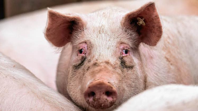 Die Afrikanische Schweinepest hat erstmals Hausschweine in Brandenburg befallen. 