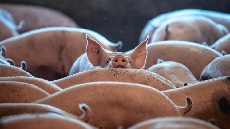 In Brandenburg ist ein weiterer Fall von Afrikanischer Schweinepest bei einem Hausschweinbestand aufgetreten. 