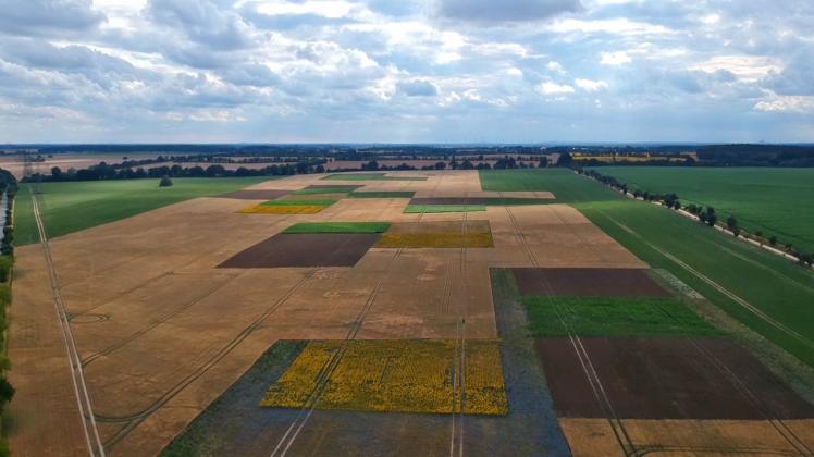 Ein Feld in Lietzen wurde parzelliert. Auf den Mini-Feldern wachsen unterschiedliche Pflanzen. 