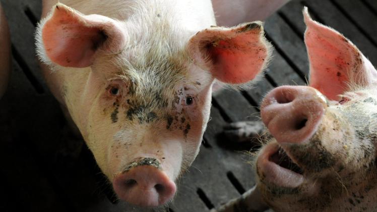 Bei Schweinen geht der Antibiotika-Einsatz in Brandenburg deutlich zurück.