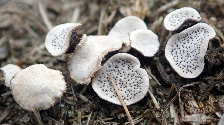 Die Punktierte Porenscheibe wurde vor 170 Jahren das letzte Mal gefunden. Jetzt ist die Pilzart in der Döberitzer Heide entdeckt worden.