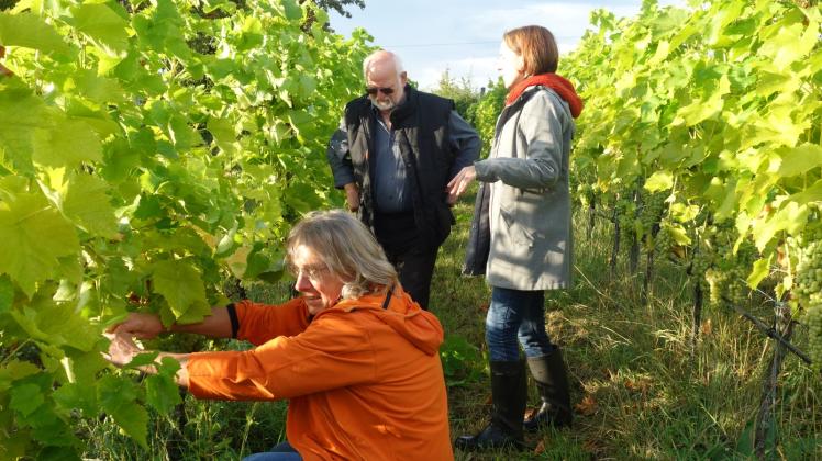 Freitags ist arbeiten auf dem Weinberg angesagt. Horst Bidiak schneidet den Wein, im Hintergrund inspizieren Reiner Wittkowski und Ragna Haseloff die Reben. Fotos: Silvia Passow (2) 