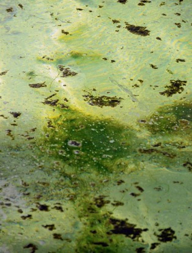 Algen im Becken. Foto: Beckwermert 