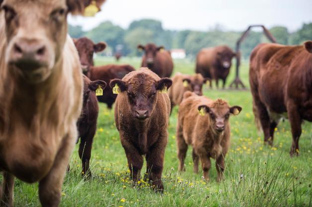 Bei der Markierung der gutmütigen Luing-Rinder können Reitgäste bei den Ranch Working Days selbst aktiv werden.