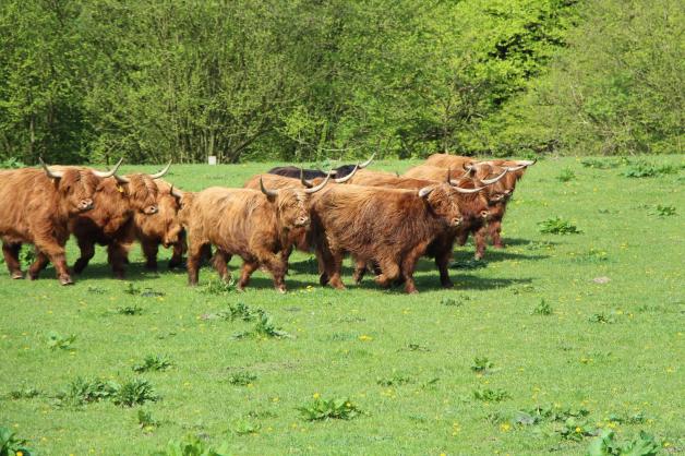Wollig-weich mit gefährlichen Hörnern: Die Highland-Rinderherde.
