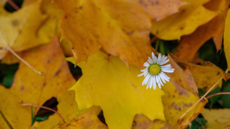 Herbstliches Gänseblümchen Herbstliches Gänseblümchen