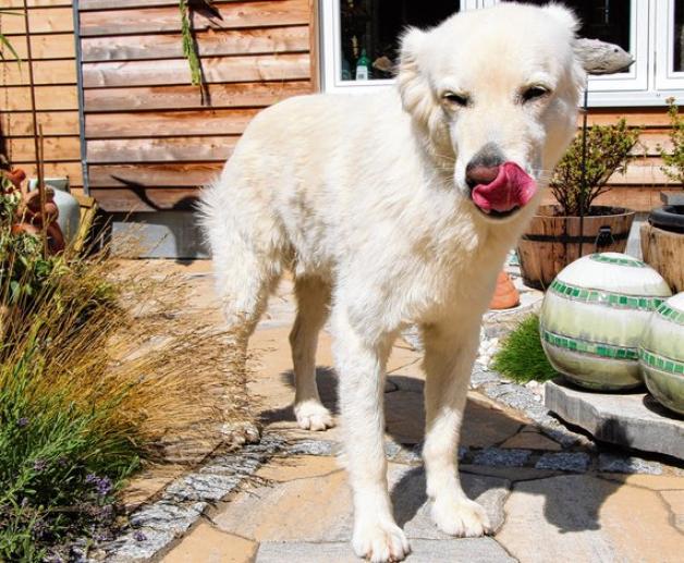 Schicke Sommerfrisur: Normalerweise ist das Fell des Kuvasz Carlos länger. Foto: Ruhnke Schicke Sommerfrisur: Normalerweise ist das Fell des Kuvasz Carlos länger. Foto: Ruhnke