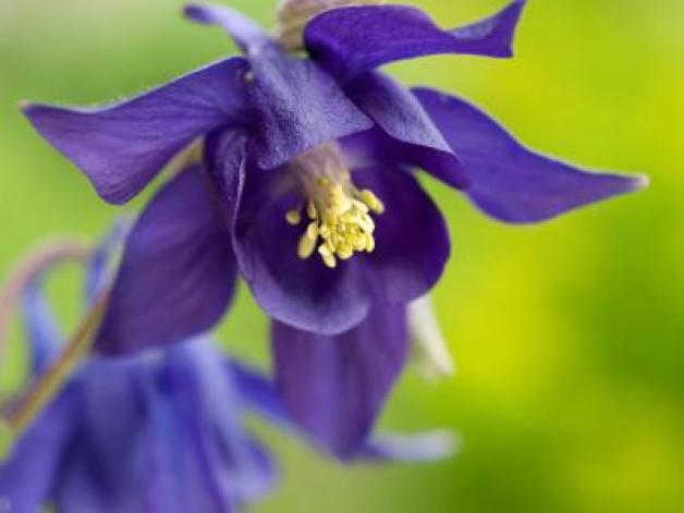 Keimzellen fr die Lieblingsblumen - Samen sammeln