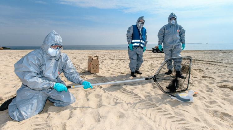 Drei Einsatzkräfte simulieren am 07.09.2013 am Strand von Hörnum auf Sylt die Bergung von Seevögeln nach einem angenommenen Ölunfall auf der Nordsee. 