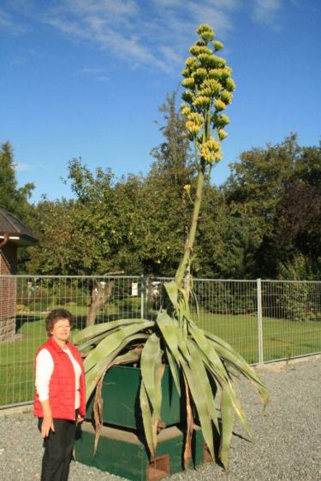 Meterhohe Agave blht