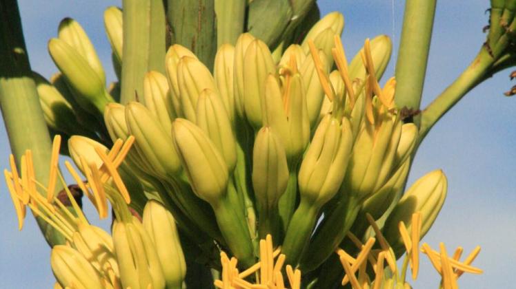 Meterhohe Agave blht