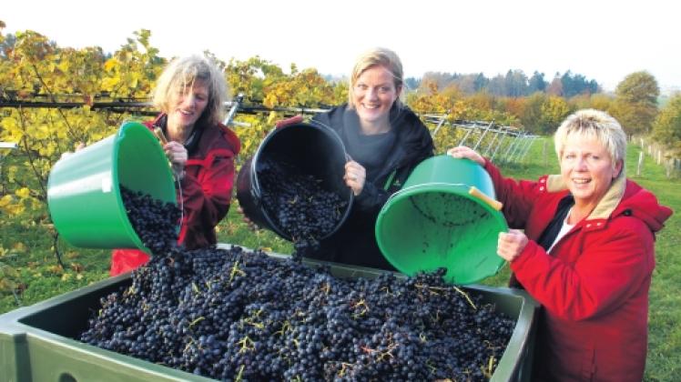 Süßer als im Vorjahr Der Wein aus Altmühlen SHZ