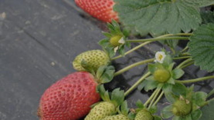 In der Türkei gibt es reife Erdbeeren sogar im Januar.