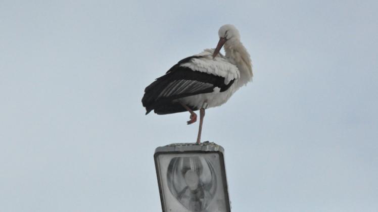 Kalte Füße hat sich dieser Weißstorch vermutlich in der Nacht zu gestern am Grahlplatz geholt. Generell machen den Adebaren diese Temperaturen aber wenig aus, sagt Experte Falk Schulz.