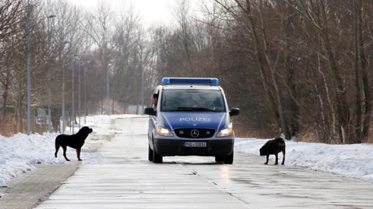 Bissig oder nur besonders hungrig? Drei Rottweiler belagerten gestern ein Polizei-Auto. Sie waren nach einem Einbruch auf ein Firmengelände  ausgebüxt. Stefan Tretropp
