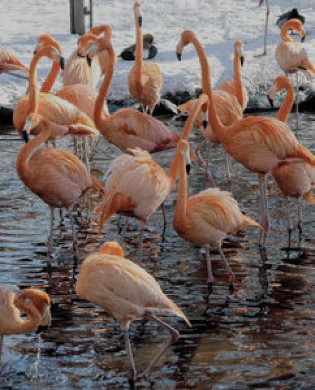 Trotzen der Kälte: Flamingos im Zooteich. Trotzen der Kälte: Flamingos im Zooteich.