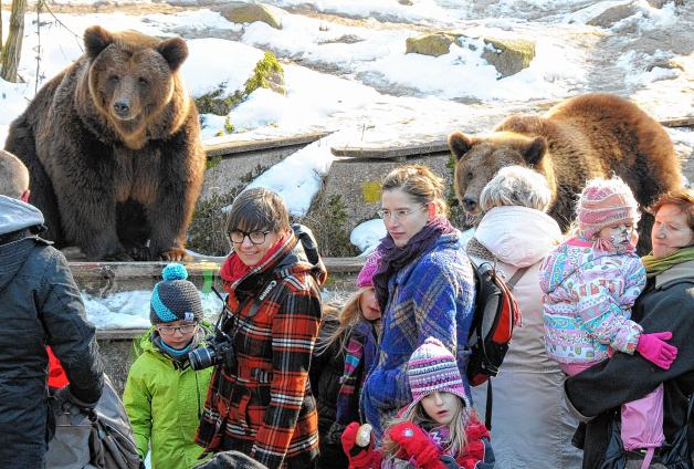 Raus aus den Betten: Die Braunbären Claudia und Nica haben ihr Winterlager verlassen und zeigen sich jetzt täglich den Zoo-Besuchern.