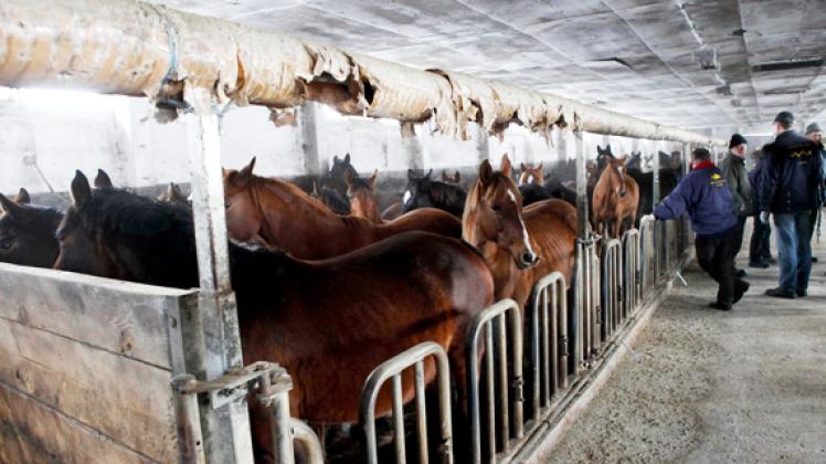 In einem provisorisch eingerichteten Stall in Linow sind die  eingefangenen Pferde übergangsweise untergebracht.dpa