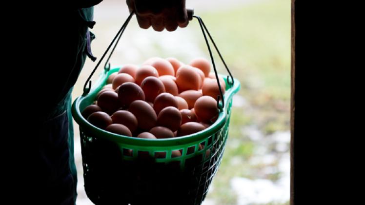 Die Eier von 12.000 Öko-Legehennen in drei Betrieben in Mecklenburg-Vorpommern dürfen seit Wochenbeginn nicht mehr unter dem Öko-Siegel vermarktet werden. dpa