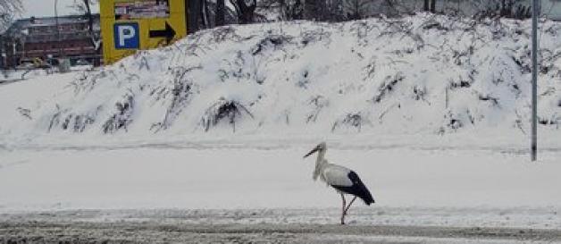 Da trauten Angela und Lars Rohde gestern gegen 13 Uhr ihren Augen nicht als ein Storch die verschneite Wendenstraße in Güstrow überquerte.privat Da trauten Angela und Lars Rohde gestern gegen 13 Uhr ihren Augen nicht als ein Storch die verschneite Wendenstraße in Güstrow überquerte.privat