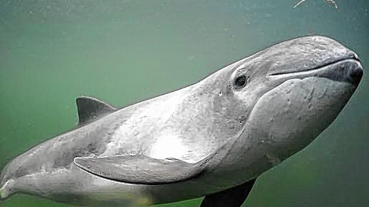 Die Wale in der Ostsee sind gefährdet. Foto: Archiv