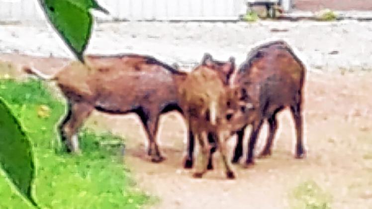 Die Wildschweine fühlten sich in der Schelfstadt offenbar wohl. Foto: Michaela Skott