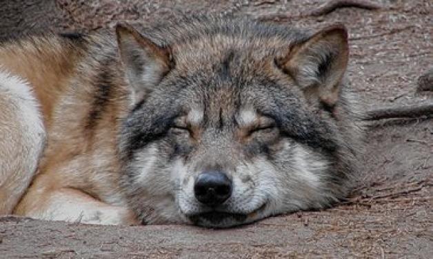 Der Natur- und Umweltpark Güstrow rückt zum heutigen  Landeszootag den Wolf in den Mittelpunkt.