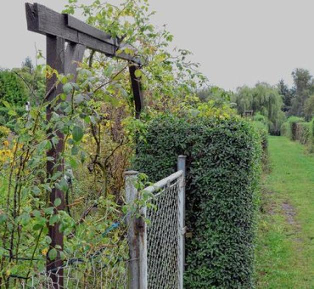 Diese Hecke ist dem Ordnungsamt ein Dorn im Auge. Sie soll bis zur Grundstücksgrenze zurückgeschnitten werden. Diese Hecke ist dem Ordnungsamt ein Dorn im Auge. Sie soll bis zur Grundstücksgrenze zurückgeschnitten werden.