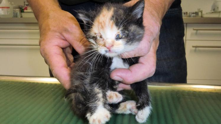 Eines der bei Brüel gefundenen schwer kranke Kätzchen, das vom Tierarzt erlöst werden musste. 