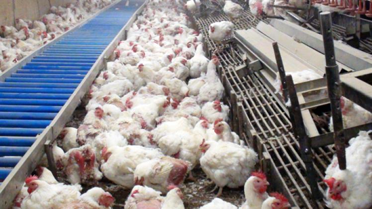  Umstritten: Massentierhaltung von Hühnern dpa 