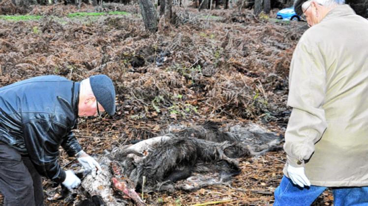 Erich Passlack (li.) und Horst Granzow begutachten fachgerecht die Reste von sieben illegal ausgeweideten Wildschweinen, die in Glaser Horst bei Hagenow gefunden wurden. 