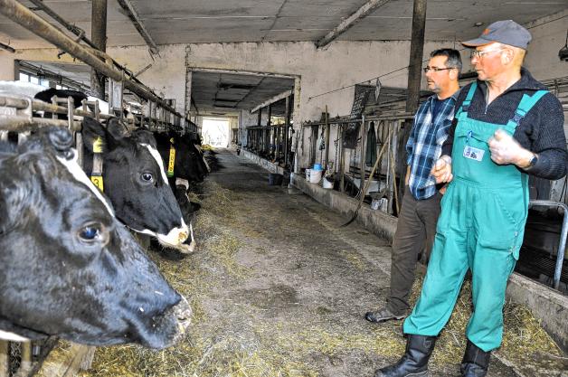 Fachsimpeln im Kuhstall: Hans-Heinrich Pietsch (r.) zeigt Gerald Klein von der  Rinderzucht MV GmbH den Betrieb, in dem er seit 1970 Abteilungsleiter für Rinderzucht ist.