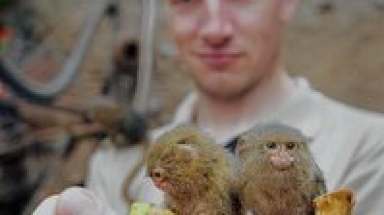 Hoffnungsträger sind die Zwergseidenäffchen. Sie könnten für den ersten Affen-Nachwuchs sorgen, denkt Pfleger Manuel Kiep. Georg Scharnweber