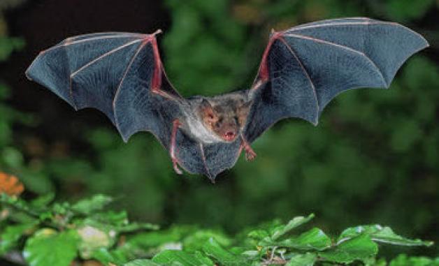 Weder Maus, noch Vogel: Die Fledermaus hat sich von anderen Säugetieren abgespalten. Mit Hilfe von Ultraschallwellen orientieren sie sich in der Dunkelheit.