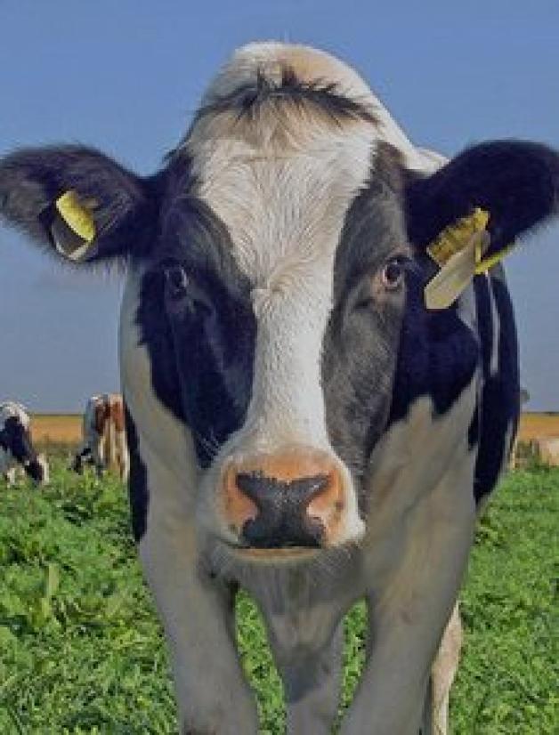 Kühe der Rasse Holstein-Friesian leben in Dummerstorf.nnn