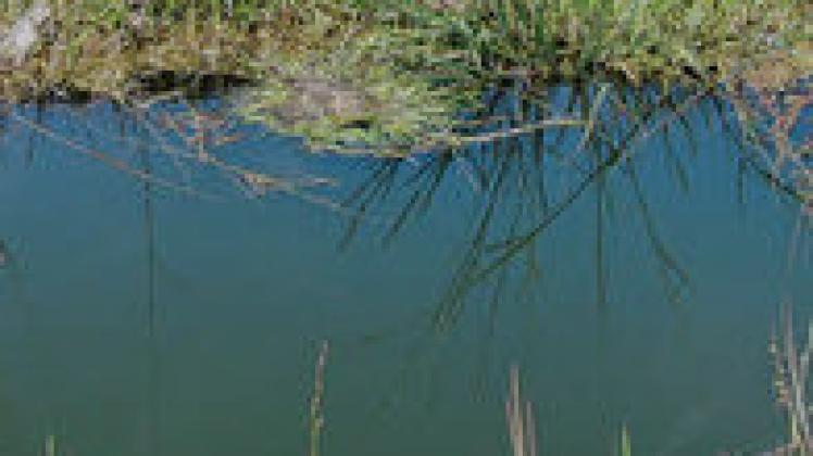 Die Warnow, die hier bei Grebbin entspringt, entwickelt sich derzeit zum Problemfluss. Foto: Wolfried Pätzold