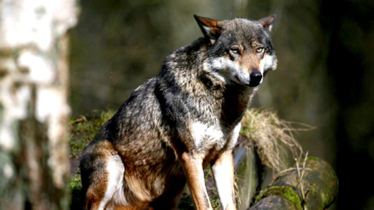 Deutschlandweit  leben mittlerweile  50 bis  60 Wölfe in freier Wildbahn. Auch im Nordosten  werden sie  nach Ansicht  von Experten schon  bald Rudel  bilden. dpa