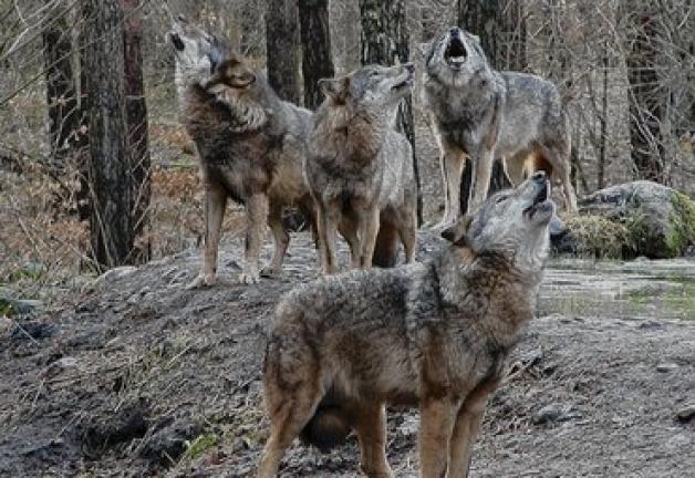 Zum Heulen schön: Diese vier Wölfe gehören zum insgesamt siebenköpfigen  Rudel des Parks. Michaela Kleinsorge