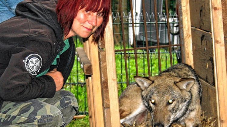 Erster Kontakt: Tierpflegerin Angelika Lederer begrüßt Wolfsdame Nena bei ihrer Ankunft im Nup.