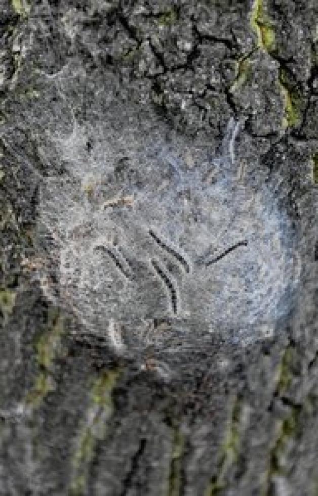 Ein Gespinnstnest an einem Baumstamm. Foto: dapd
