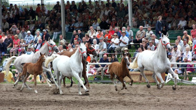 Freilaufende Pferde in der Arena: Sonntag lohnt sich ein Besuch auf dem Gestüt Ganschow. Foto: Archiv