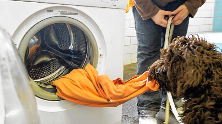 Premiere: Eigentlich lernt Bobby gerade erst die Grundbefehle. Doch bei Shacky abgeguckt, gelingt es ihm jetzt schon, die Waschmaschine auszuräumen. 