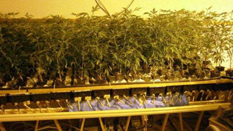 Hanfplantage im Bauernhaus: Ermittler beschlagnahmten370 Pflanzen.Kriminalpolizei rostock
