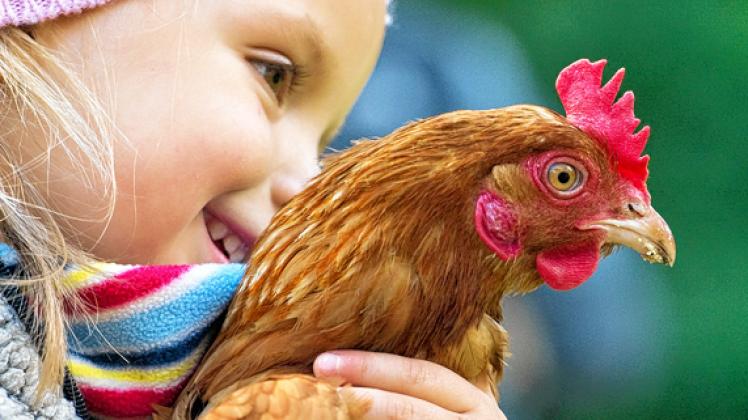 Landleben: Das kleine Mädchen Amy hat auf einem Bauernhof in Siebversdorf ein Huhn im Arm. Beim Brandenburger Landurlaub können Familien mit Kindern, Paare oder Singles unterschiedlichste Angebote nutzen. Patrick Pleul/dpa