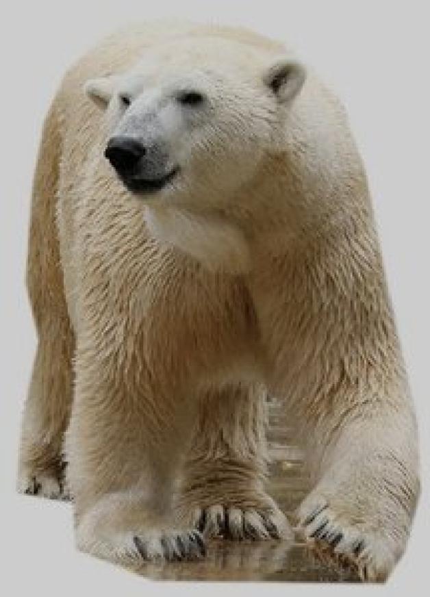 Eisbär Lars soll im Rostocker Zoo Nachwuchs mit Vienna zeugen. Er hat in Deutschland schon für mehrere Eisbär-Jungen gesorgt. Eisbär Lars soll im Rostocker Zoo Nachwuchs mit Vienna zeugen. Er hat in Deutschland schon für mehrere Eisbär-Jungen gesorgt.