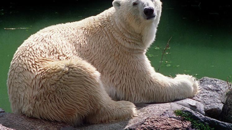 Eisbär Lars soll im Rostocker Zoo Nachwuchs mit Vienna zeugen. Er hat in Deutschland schon für mehrere Eisbär-Jungen gesorgt.