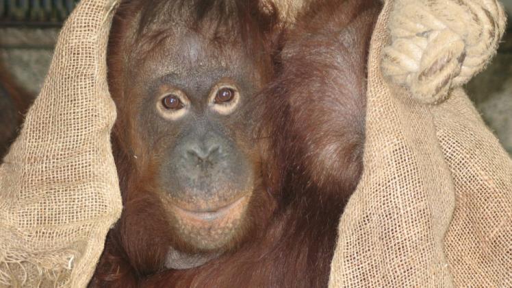 Die Rostocker Orang-Utan-Dame „Shiwa“ ist nach dem operativen Eingriff schon wieder fit. Zoo