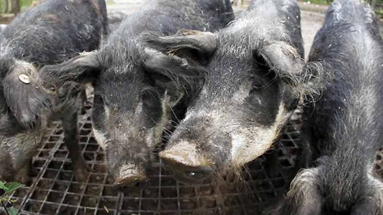 Mit Hilfe der Forscher vom Leibniz-Institut Dummerstorf haben ungarische Züchter die Schweinerasse Mangalitza vor dem Aussterben gerettet. Mit ihrem hohen Fettanteil waren die Tiere bis Mitte des vergangenen Jahrhunderts beliebte Fleischlieferanten - und sind heute wieder im Kommen.  Foto: dapd